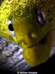 Moray portrait, Red Sea by Michael Gallagher 